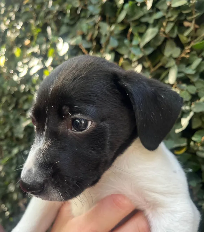 Cachorro ra a SRD-ViraLata idade Abaixo de 2 meses nome Nala
