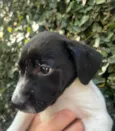 Nala