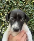 Nala