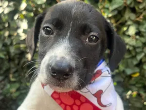 Cachorro raça SRD-ViraLata idade Abaixo de 2 meses nome Nala