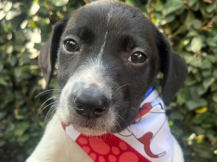 Cachorro ra a SRD-ViraLata idade Abaixo de 2 meses nome Nala