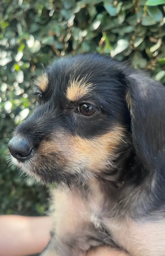 Cachorro ra a SRD-ViraLata idade 2 a 6 meses nome Gaia