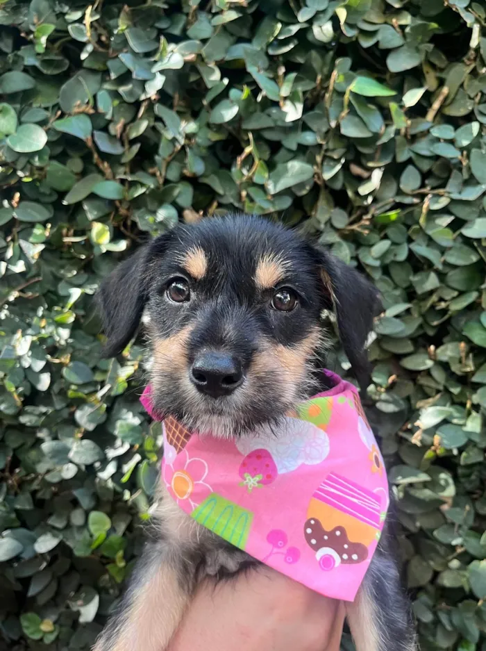 Cachorro ra a SRD-ViraLata idade 2 a 6 meses nome Gaia