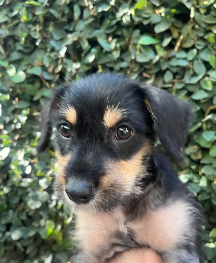 Cachorro ra a SRD-ViraLata idade 2 a 6 meses nome Gaia