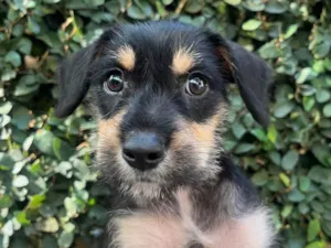 Cachorro raça SRD-ViraLata idade 2 a 6 meses nome Gaia