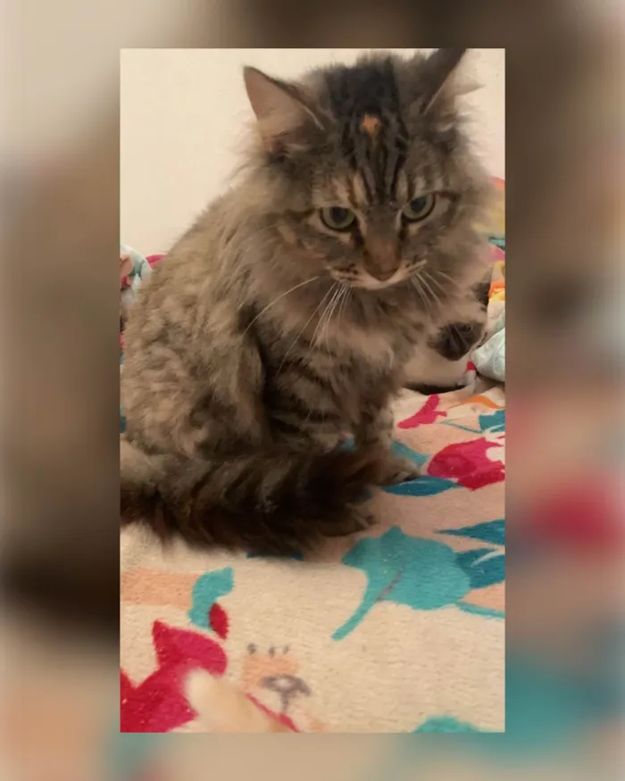 Gato ra a SRD-ViraLata idade 1 ano nome Sofie