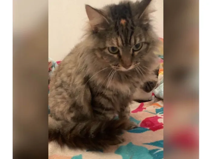 Gato ra a SRD-ViraLata idade 1 ano nome Sofie