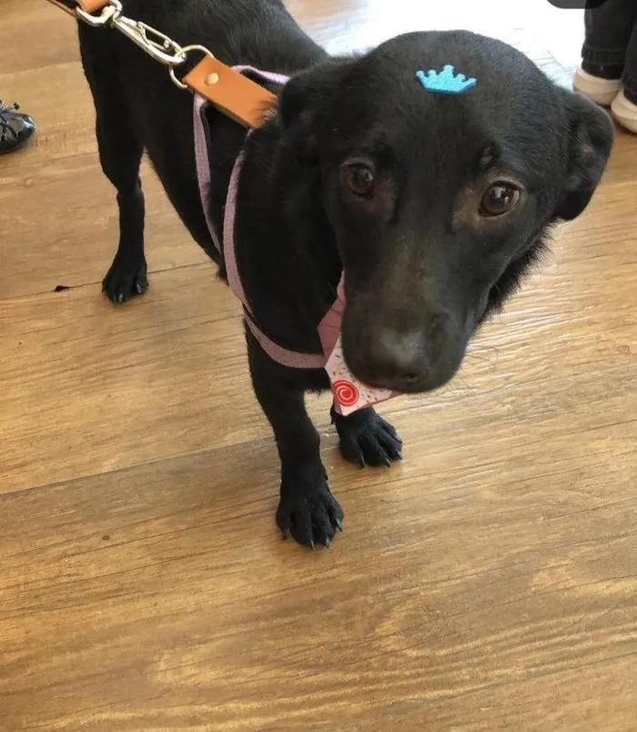 Cachorro ra a SRD-ViraLata idade 7 a 11 meses nome Théo
