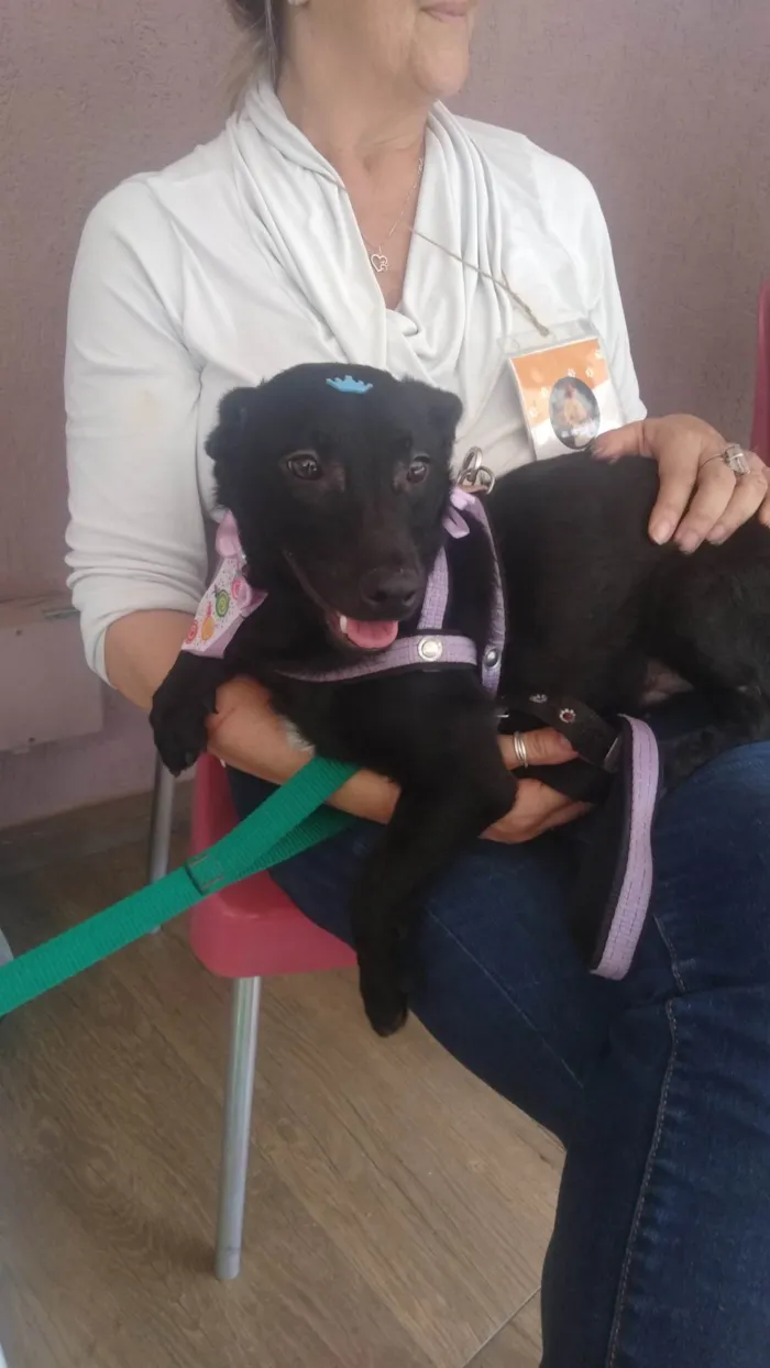 Cachorro ra a SRD-ViraLata idade 7 a 11 meses nome Théo