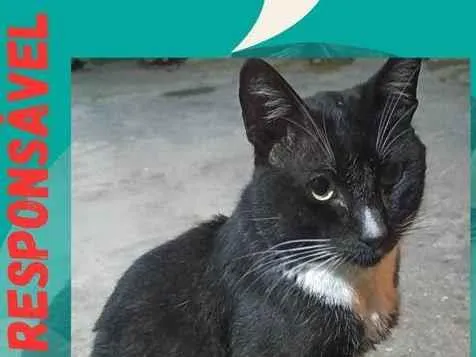 Gato ra a SRD-ViraLata idade 3 anos nome Smoking 