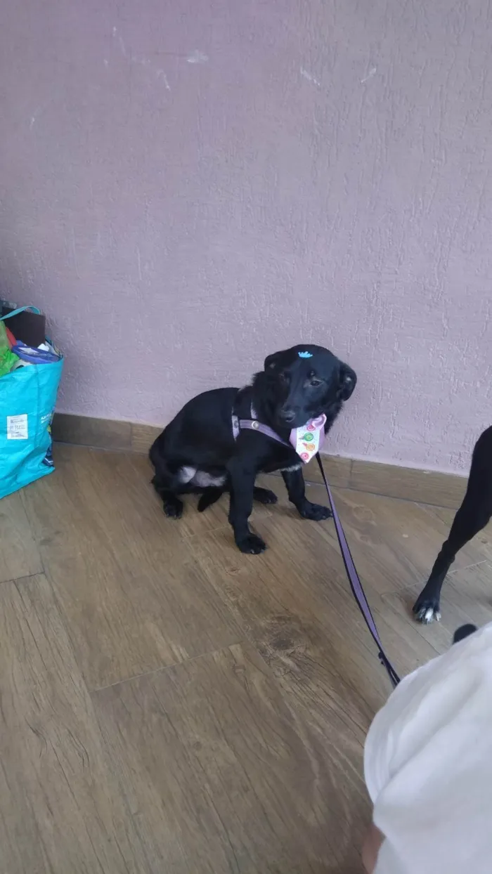 Cachorro ra a SRD-ViraLata idade 7 a 11 meses nome Théo