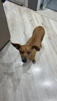 Panqueca