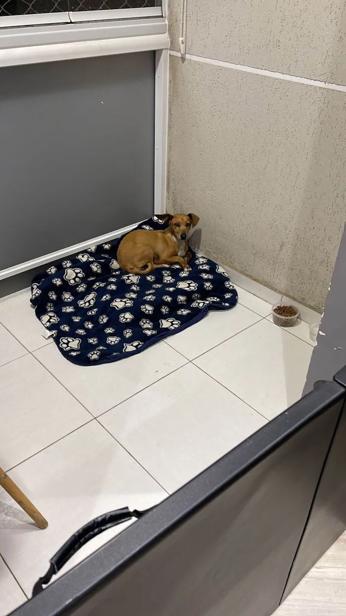 Cachorro ra a SRD-ViraLata idade  nome Panqueca