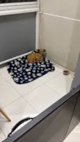 Panqueca