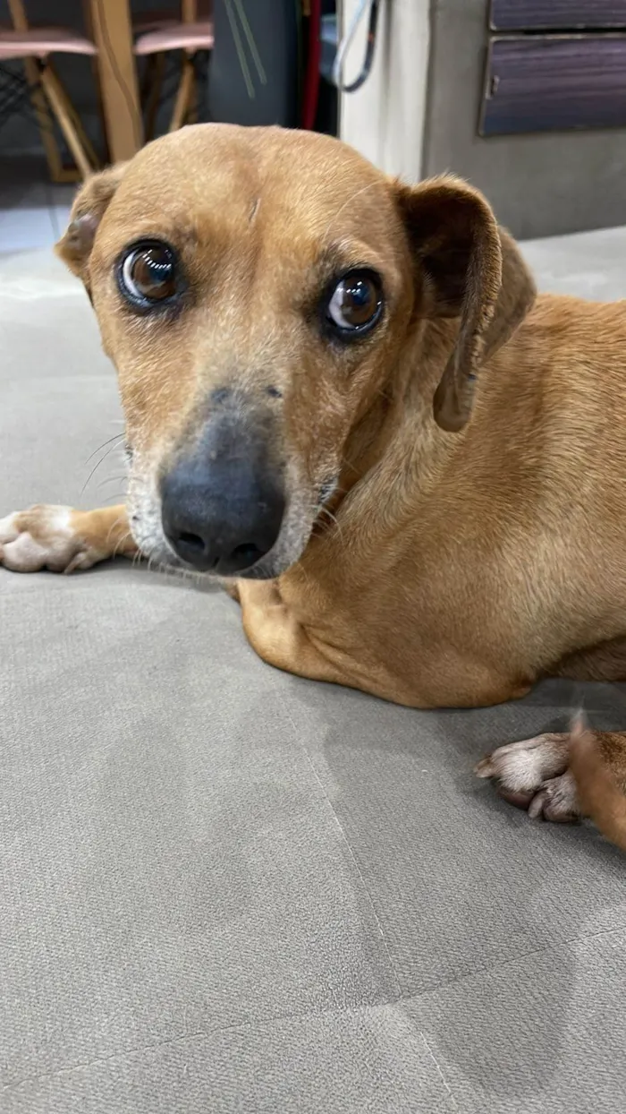Cachorro ra a SRD-ViraLata idade  nome Panqueca