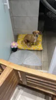 Panqueca