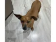 Panqueca
