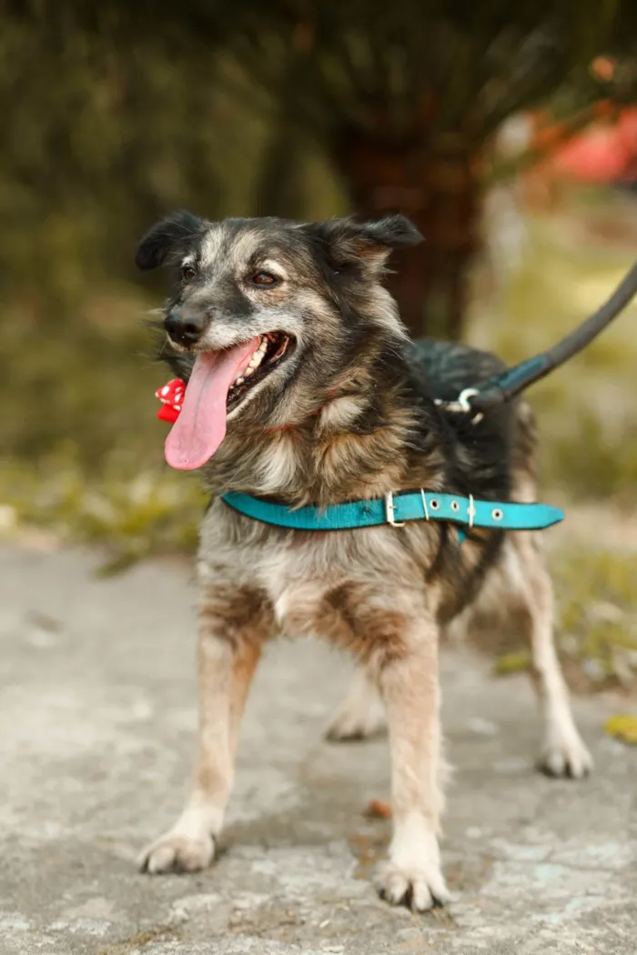 Cachorro ra a SRD-ViraLata idade 3 anos nome Esperança