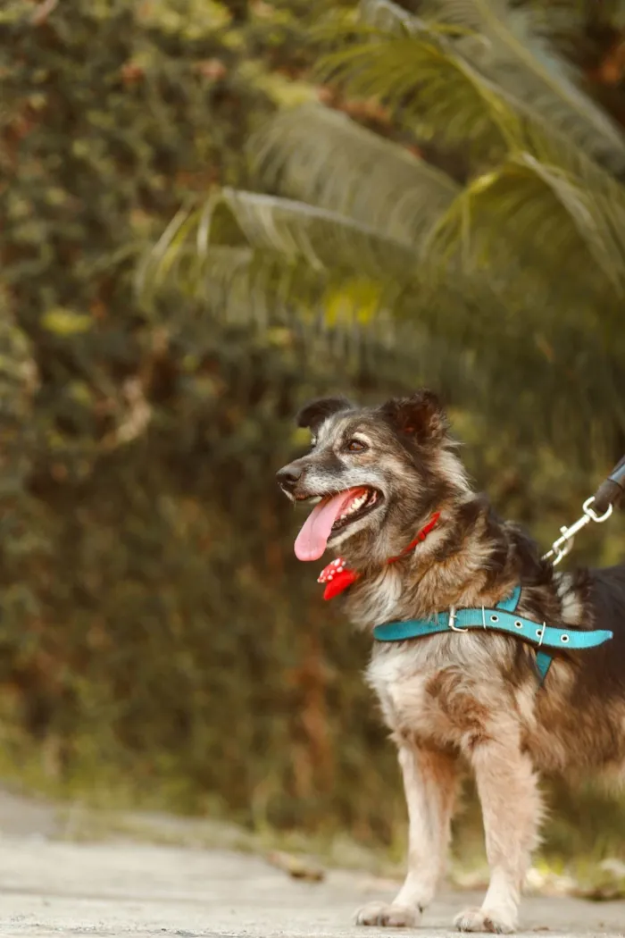 Cachorro ra a SRD-ViraLata idade 3 anos nome Esperança