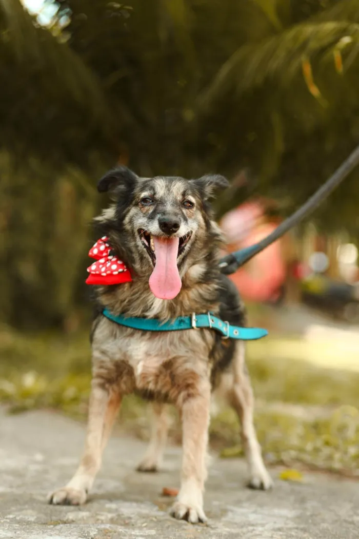 Cachorro ra a SRD-ViraLata idade 3 anos nome Esperança