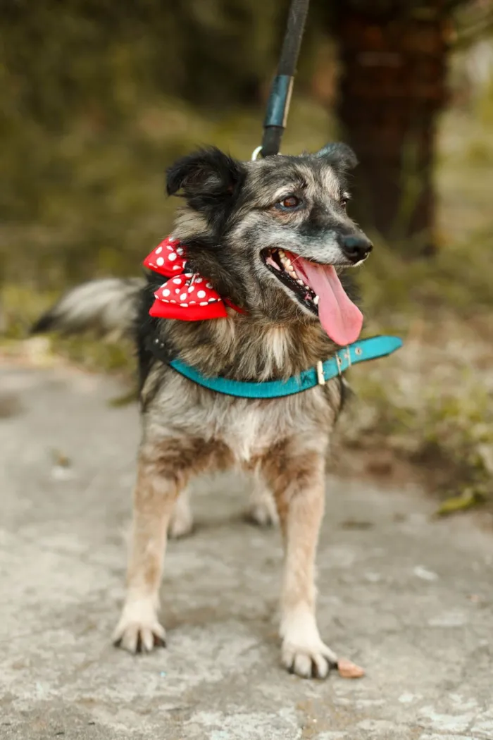 Cachorro ra a SRD-ViraLata idade 3 anos nome Esperança