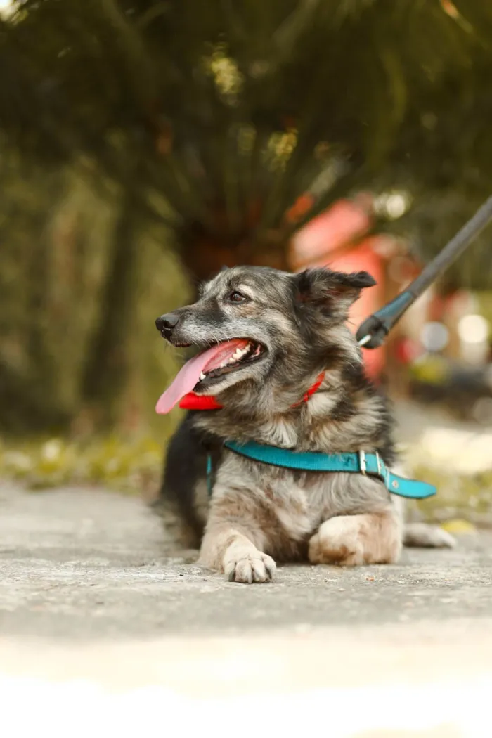 Cachorro ra a SRD-ViraLata idade 3 anos nome Esperança