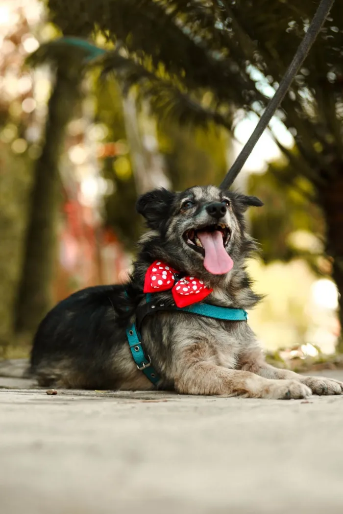 Cachorro ra a SRD-ViraLata idade 3 anos nome Esperança