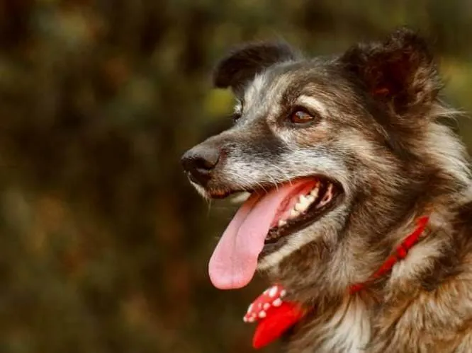 Cachorro ra a SRD-ViraLata idade 3 anos nome Esperança