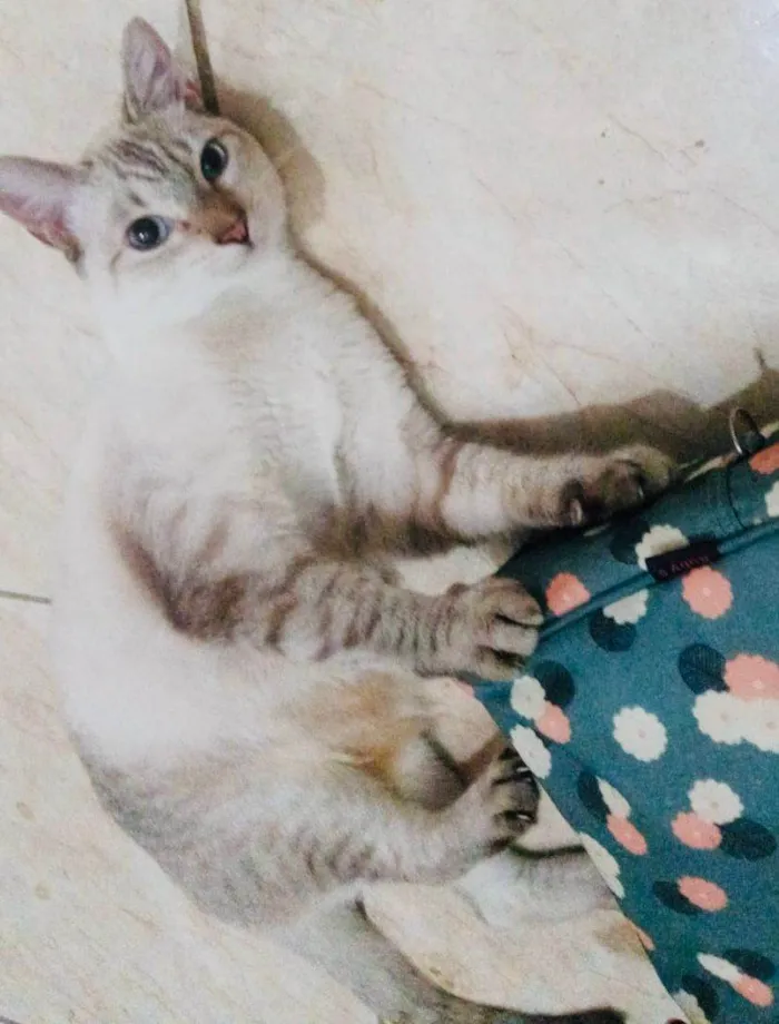 Gato ra a SRD-ViraLata idade 1 ano nome Frozen 