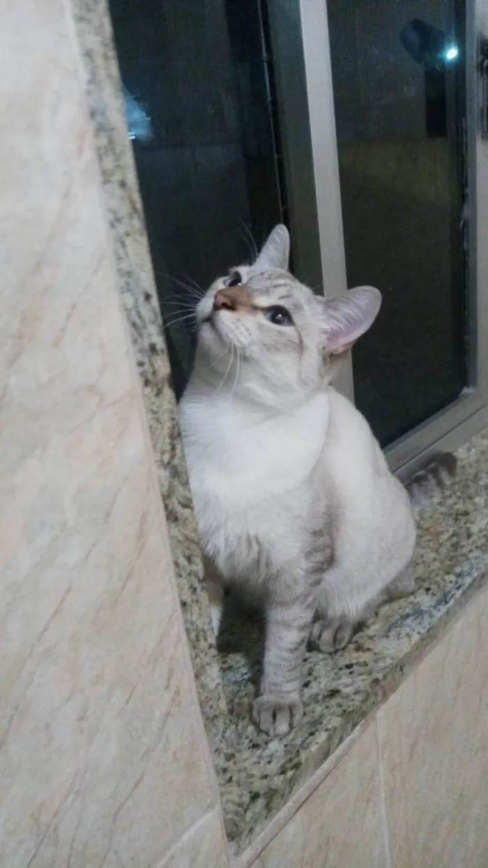Gato ra a SRD-ViraLata idade 1 ano nome Frozen 