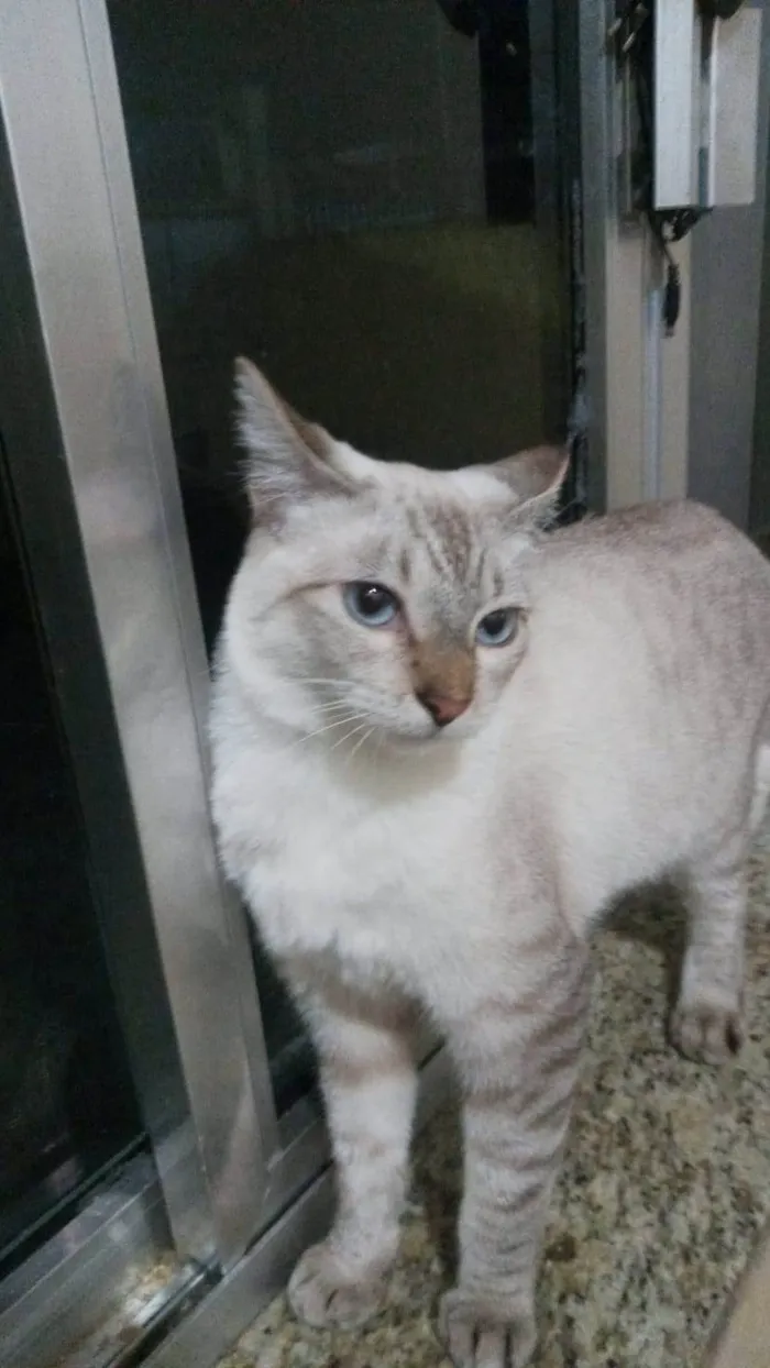 Gato ra a SRD-ViraLata idade 1 ano nome Frozen 