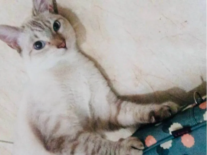 Gato ra a SRD-ViraLata idade 1 ano nome Frozen 