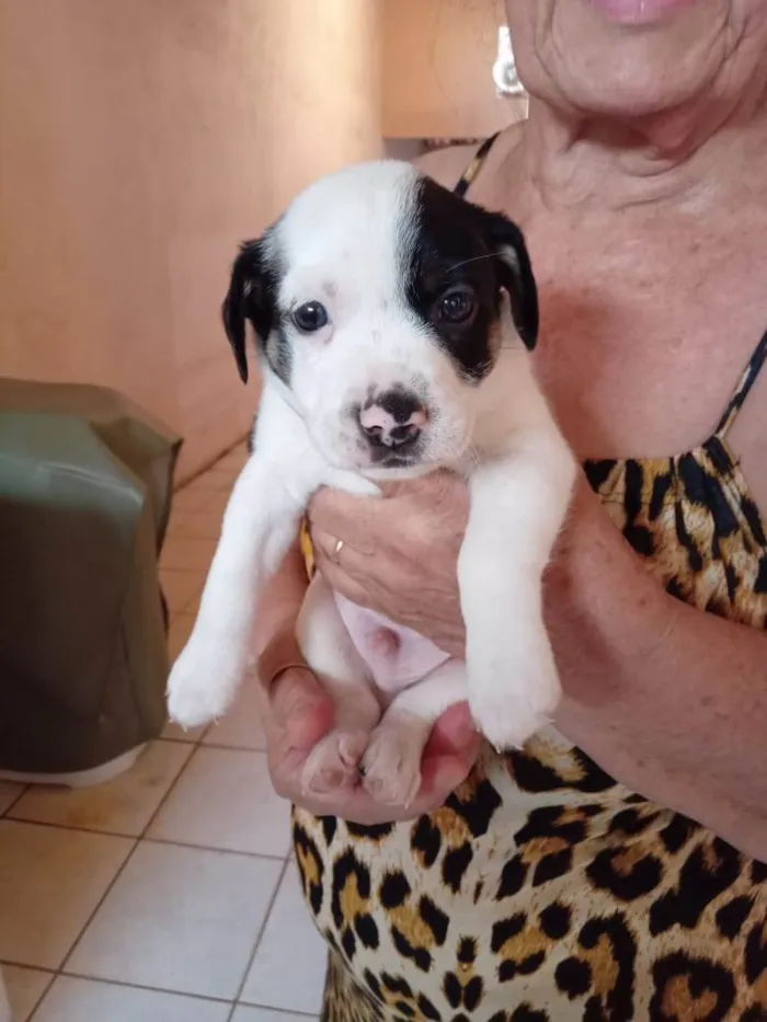 Cachorro ra a SRD-ViraLata idade Abaixo de 2 meses nome Filhote