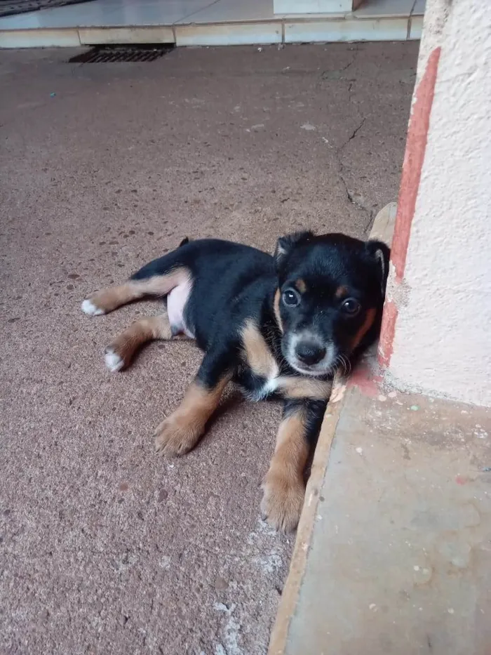 Cachorro ra a SRD-ViraLata idade Abaixo de 2 meses nome Filhote