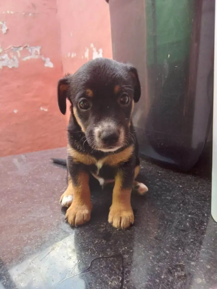 Cachorro ra a SRD-ViraLata idade Abaixo de 2 meses nome Filhote