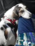 Théo