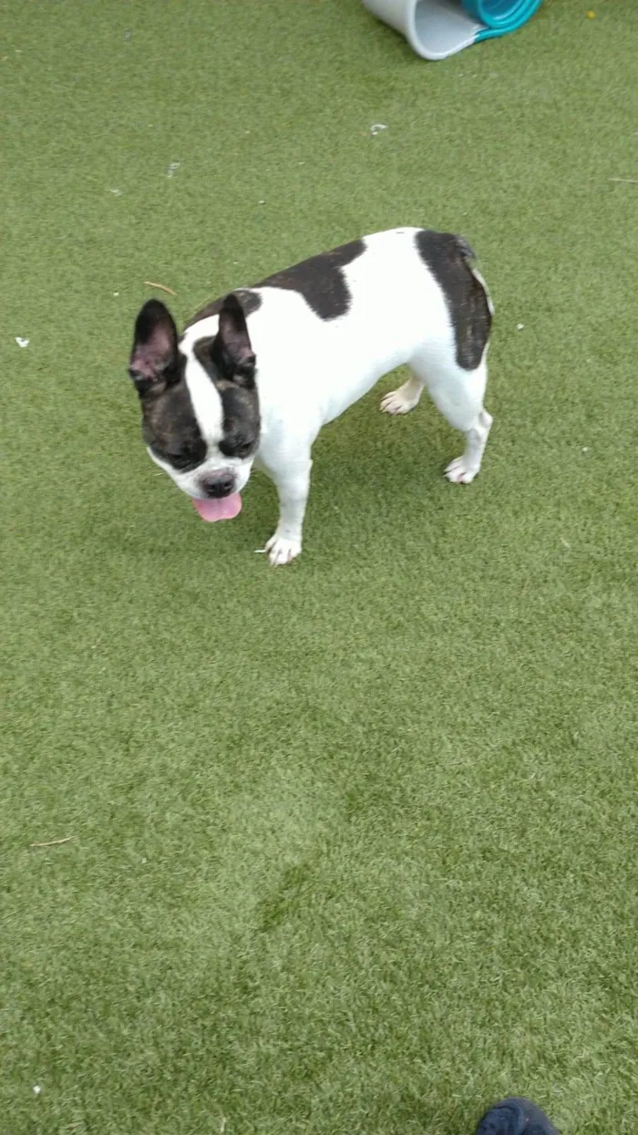 Cachorro ra a Bulldog Francês idade 3 anos nome Frodo