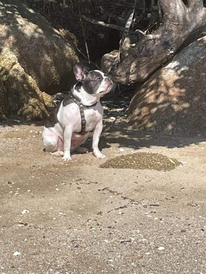 Cachorro ra a Bulldog Francês idade 3 anos nome Frodo