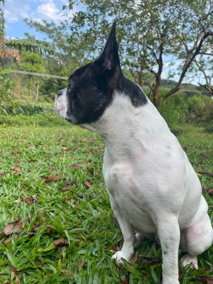 Cachorro ra a Bulldog Francês idade 3 anos nome Frodo
