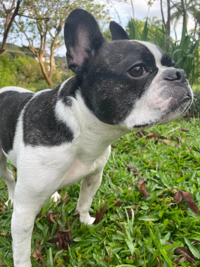 Cachorro ra a Bulldog Francês idade 3 anos nome Frodo