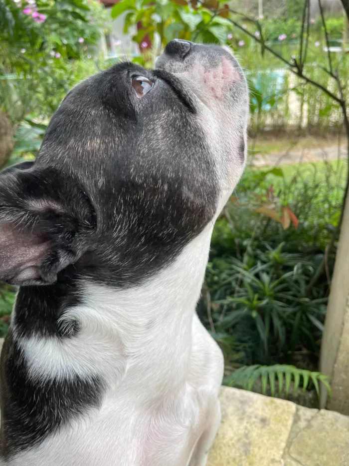 Cachorro ra a Bulldog Francês idade 3 anos nome Frodo
