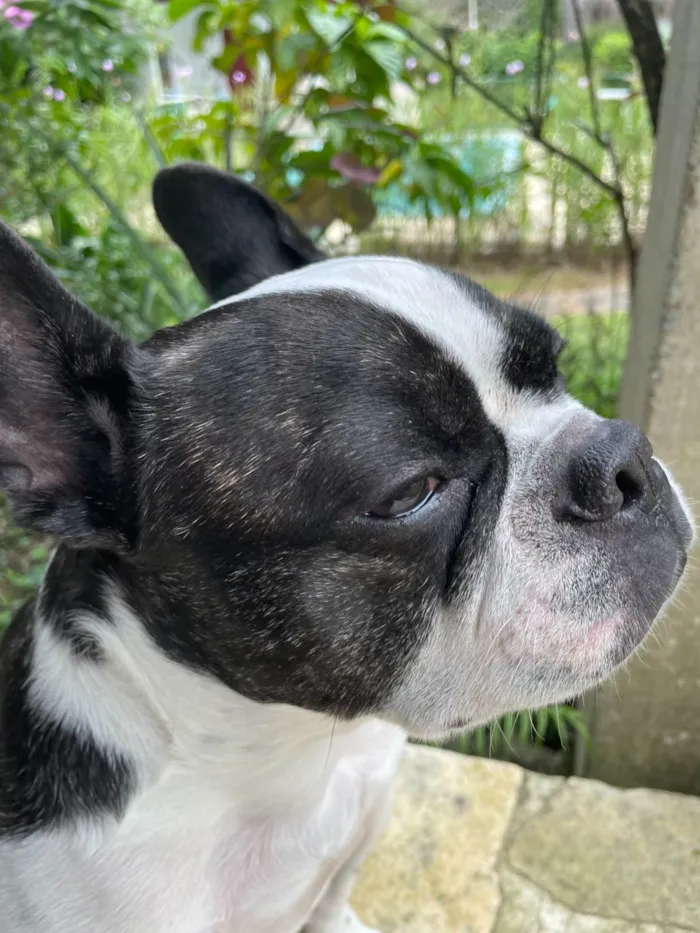 Cachorro ra a Bulldog Francês idade 3 anos nome Frodo