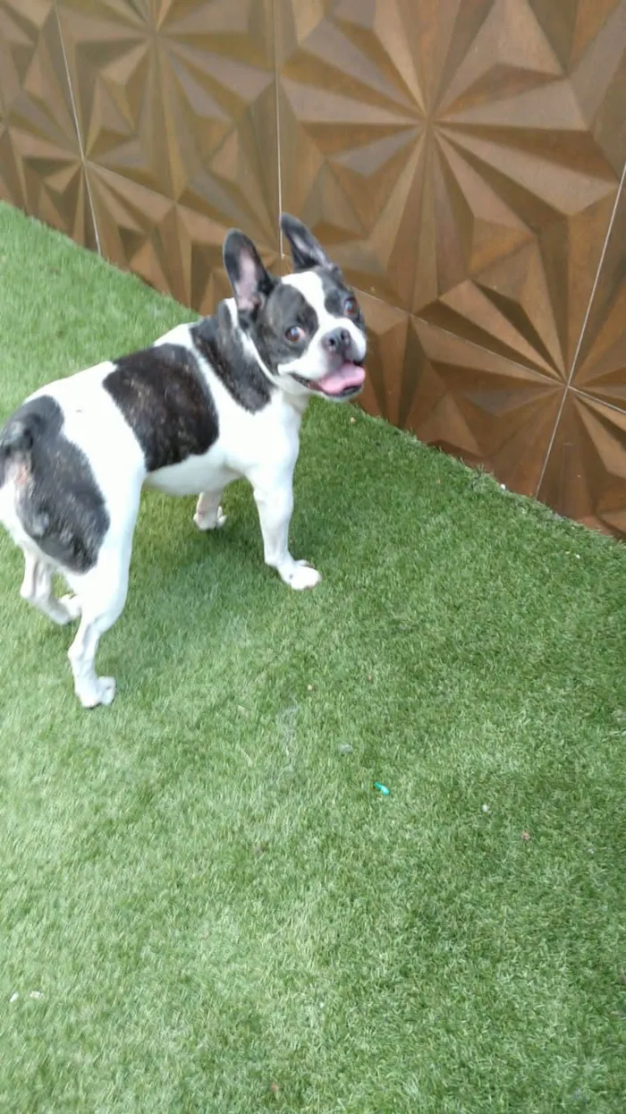 Cachorro ra a Bulldog Francês idade 3 anos nome Frodo