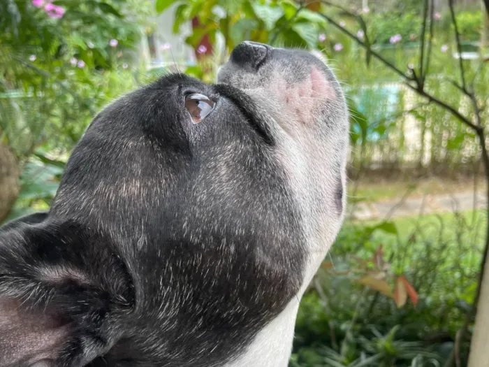 Cachorro ra a Bulldog Francês idade 3 anos nome Frodo