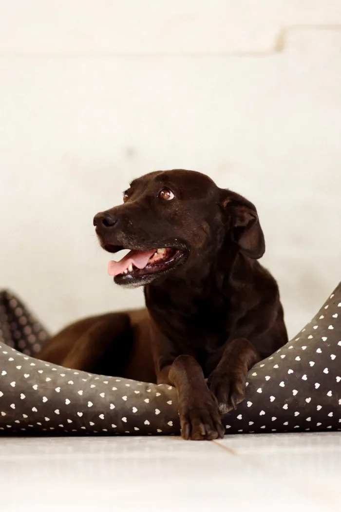 Cachorro ra a Labrador mix idade 3 anos nome Faísca