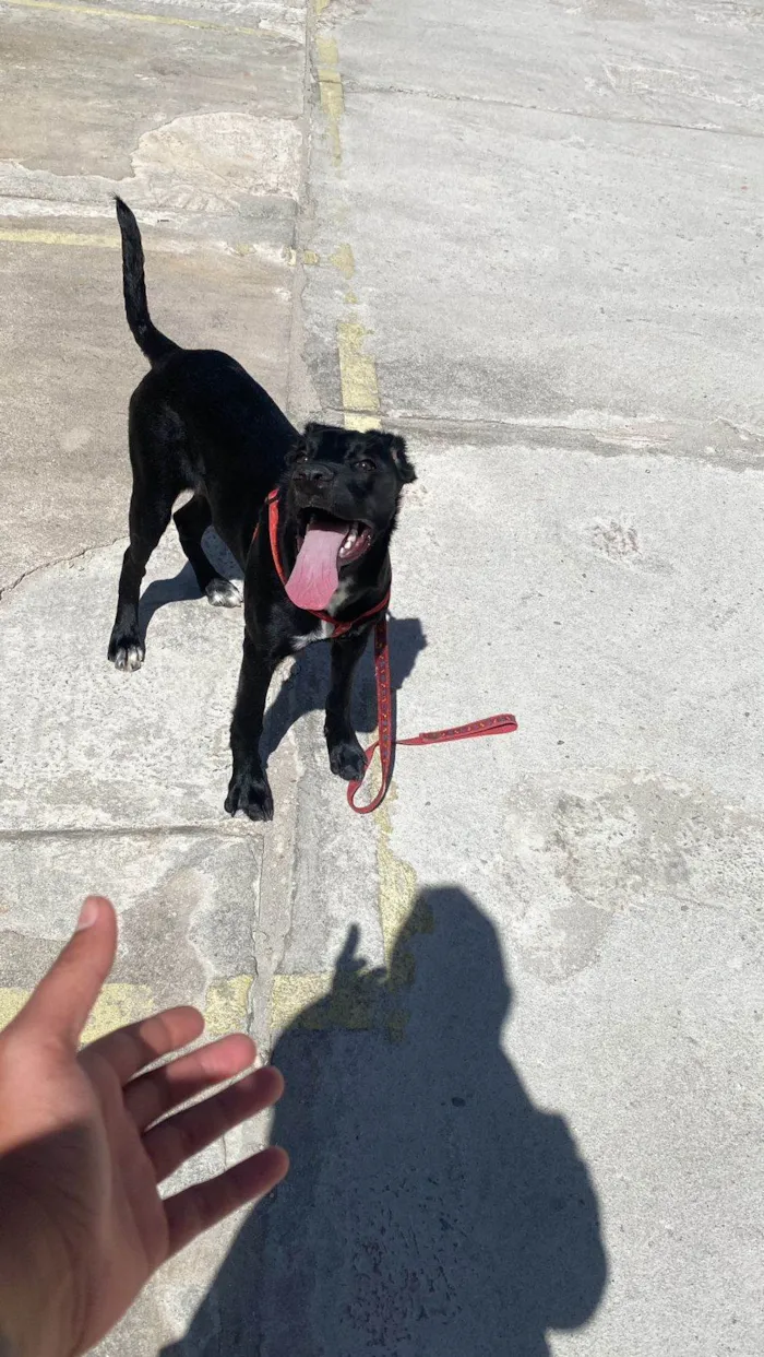 Cachorro ra a Coni corso com pastor alemão  idade 2 a 6 meses nome Pandora 