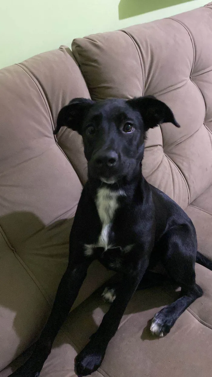 Cachorro ra a Coni corso com pastor alemão  idade 2 a 6 meses nome Pandora 