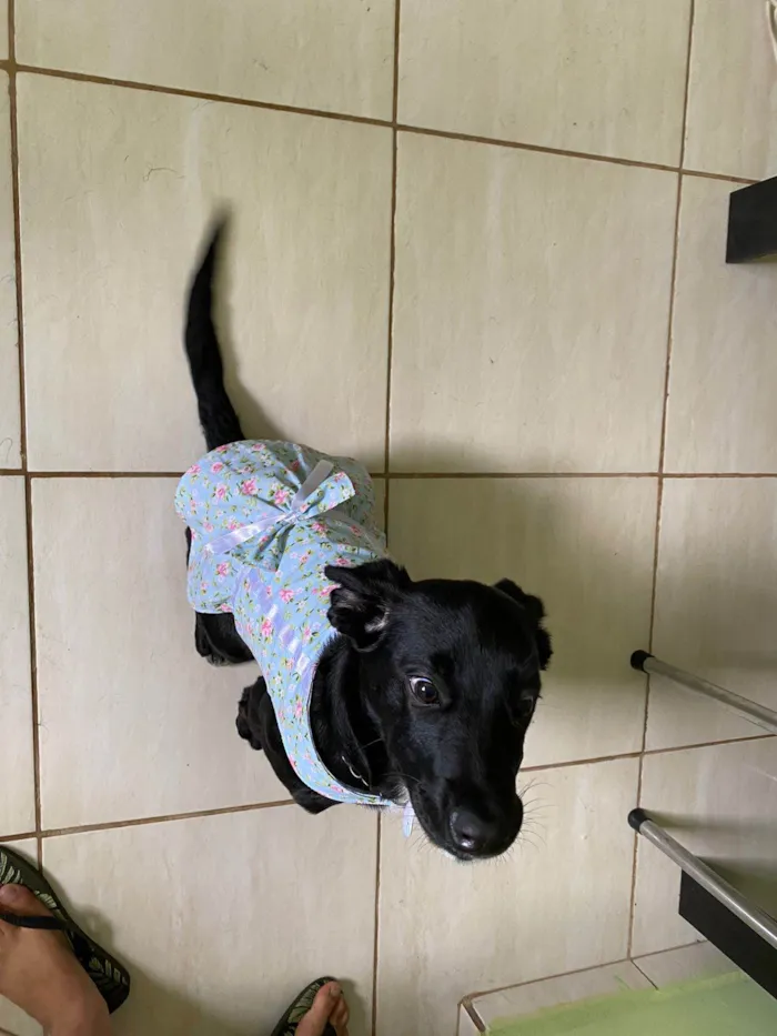 Cachorro ra a Coni corso com pastor alemão  idade 2 a 6 meses nome Pandora 