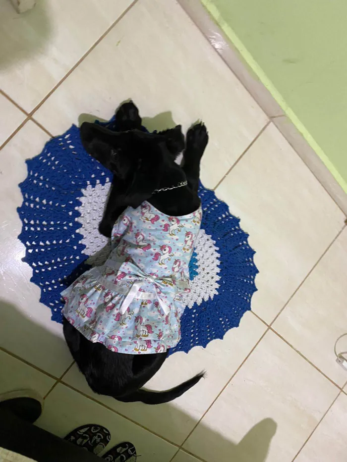 Cachorro ra a Coni corso com pastor alemão  idade 2 a 6 meses nome Pandora 