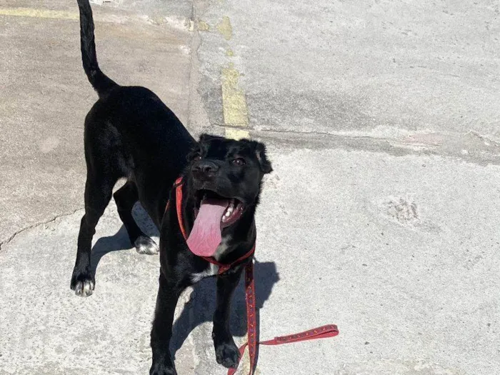 Cachorro ra a Coni corso com pastor alemão  idade 2 a 6 meses nome Pandora 